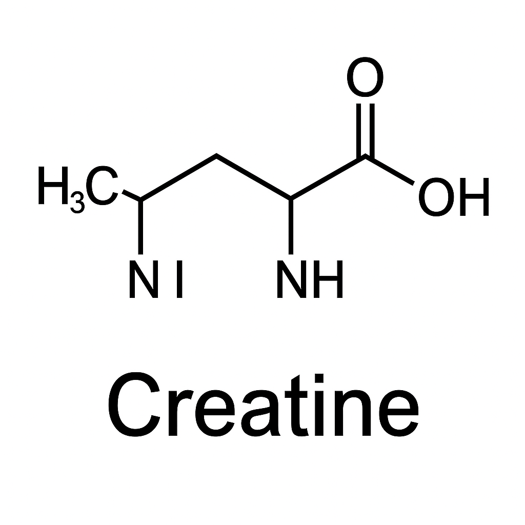 On voit une schéma de la structure chimique de la créatine avec les différentes molécules